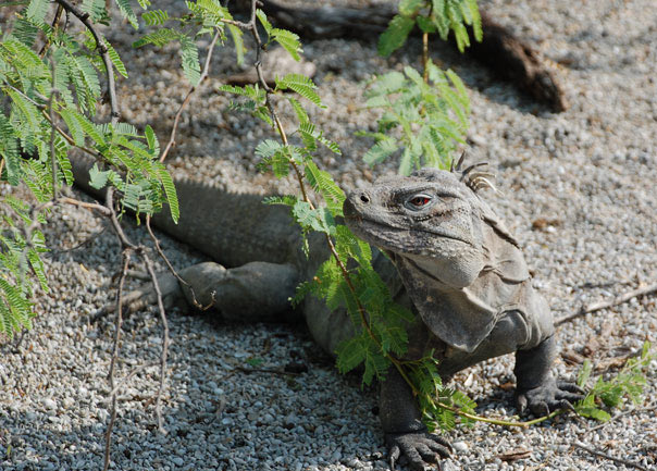 Iguanas in Dominican Republic